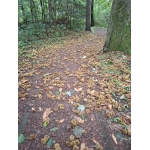 Naar het bos