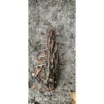 Naar het bos 1ste graad