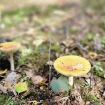 Het bos 🍁